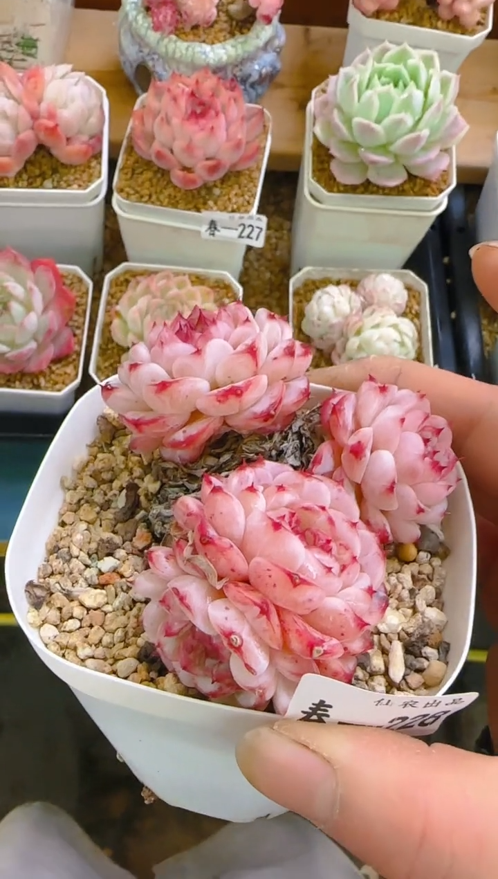 【闪购商品】春—228—仙农(糖心天鹅绒）