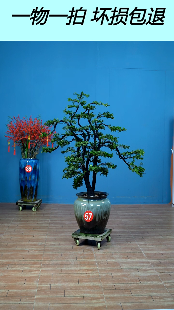 无花朵广东小叶紫檀57号