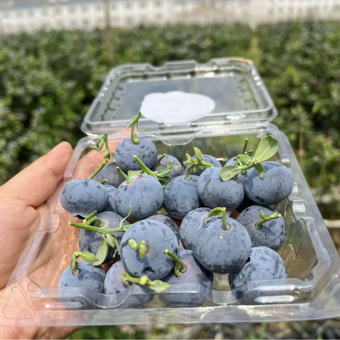 云南高山L25纯甜蓝莓18mm+特大个头 脆甜带花香（顺丰包邮）