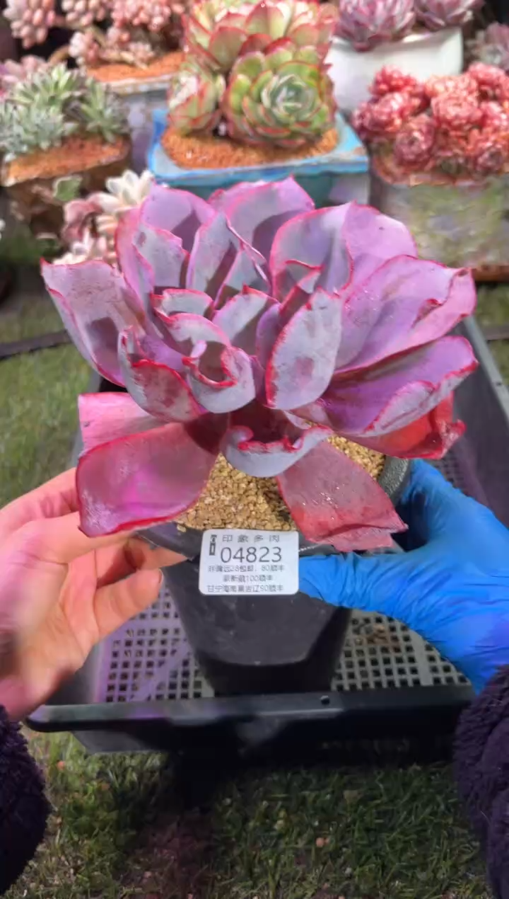 【闪购商品】04823