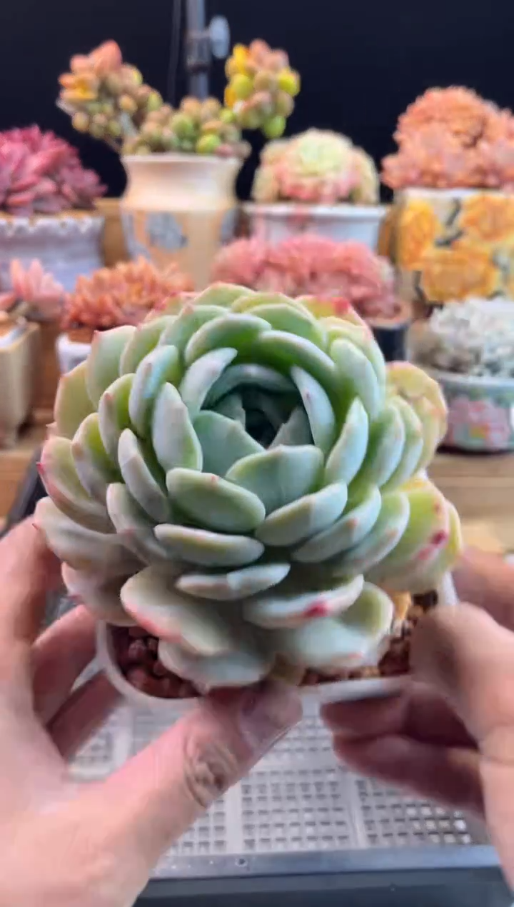 【闪购商品】2.23-77劳林