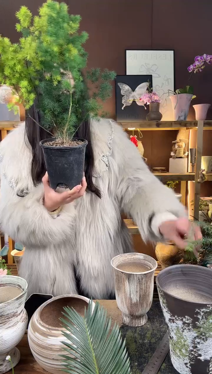 以实际为准星***阔蓬莱松育苗盆125