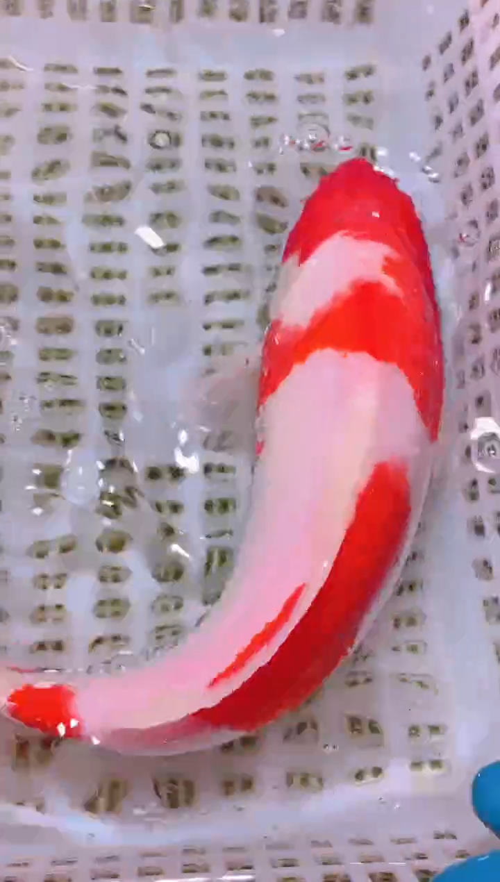 锦鲤冷水观赏鱼全场包邮176