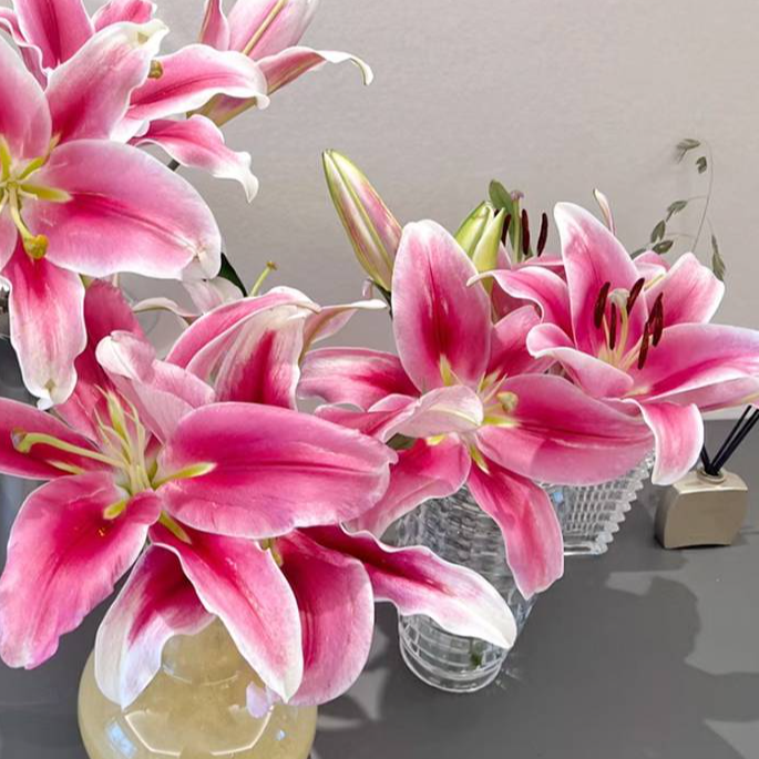 【【粉色福利】盲盒百合鲜花一份 品种随机 数量随机 不能指定 介意勿拍！【粉丝福利】