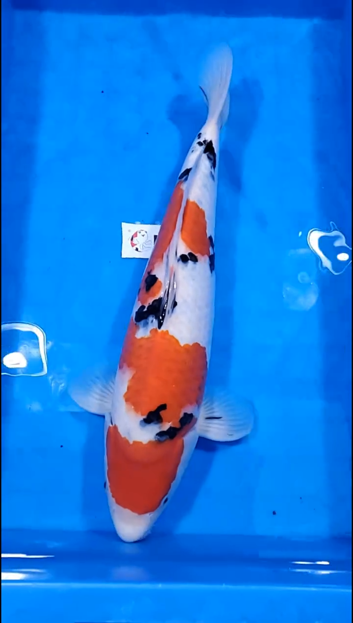 锦鲤【251227-34】大正三色 45部 不详 吉祥