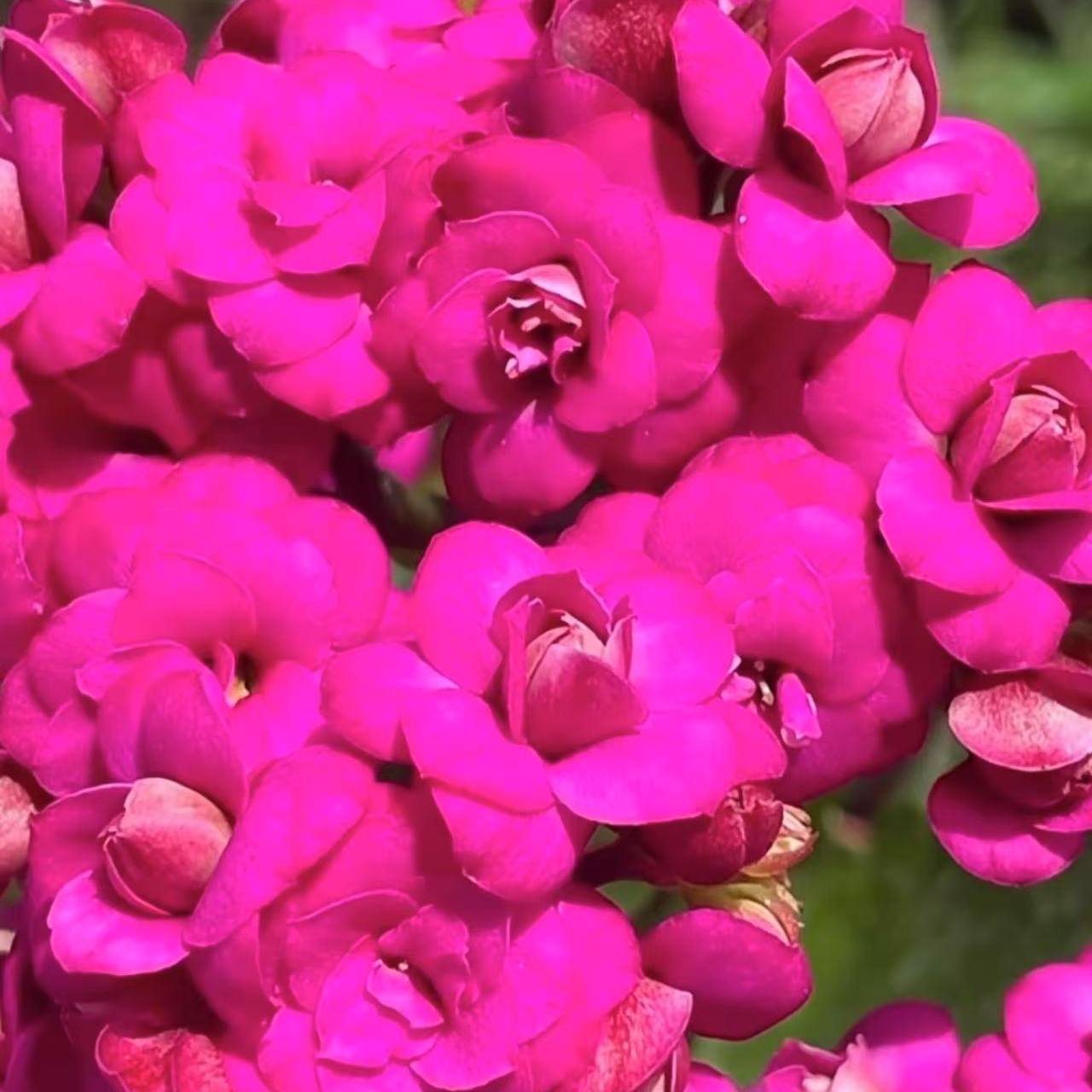 《魅影/丽娜》120盆重瓣长寿花（全场任意两单起发货）