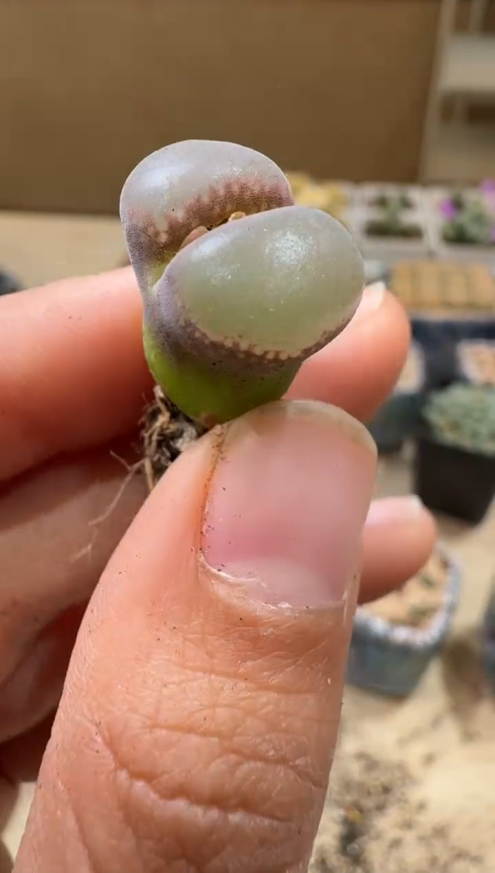 9-119多肉植物肉锥