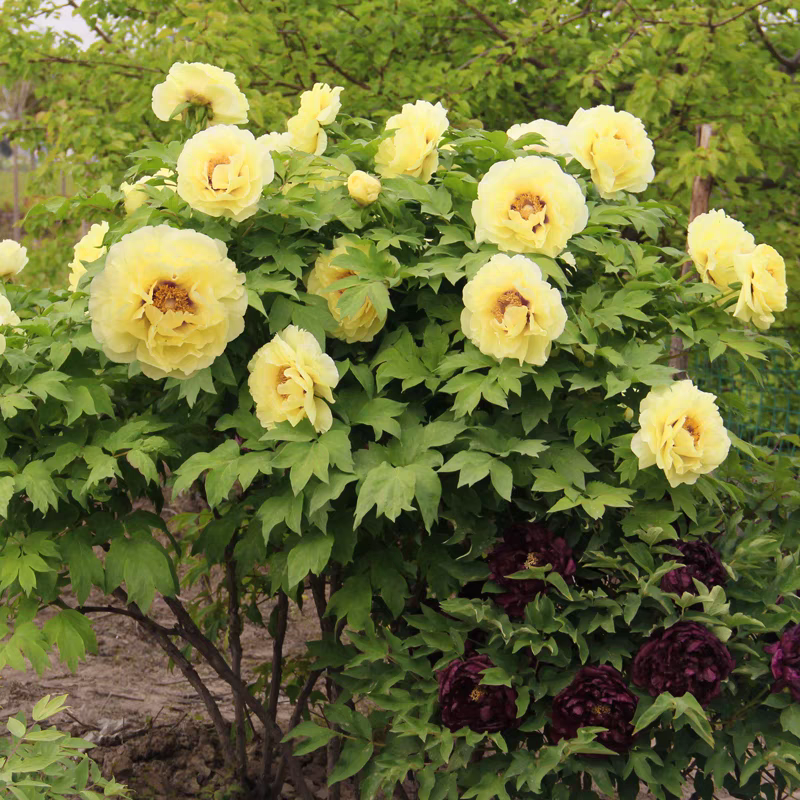 牡丹【黄冠】先发花肥秋季发花苗10年老桩观赏牡丹菏泽基地直发