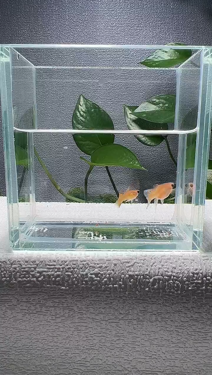 孔雀鱼阿浩孔雀鱼
