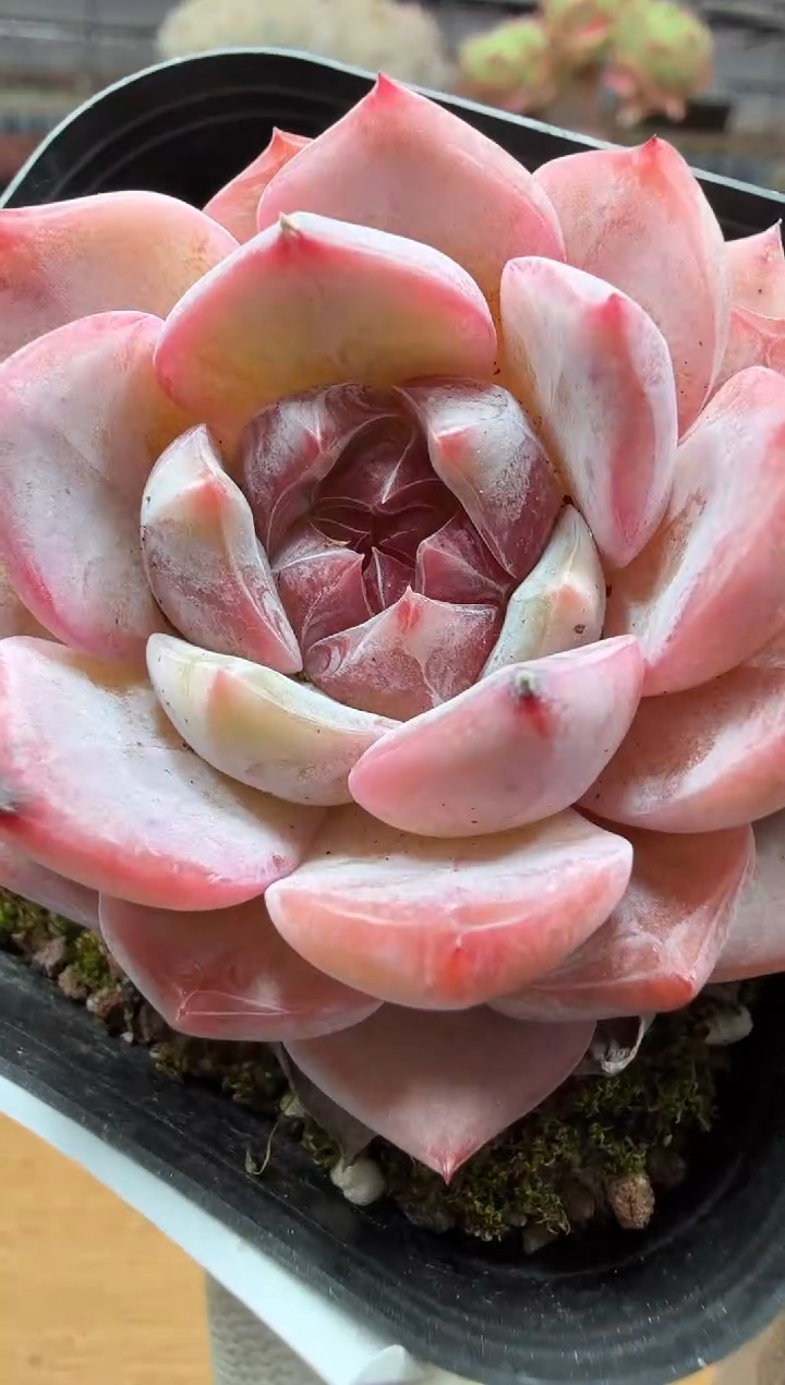 东云多肉园二店-100