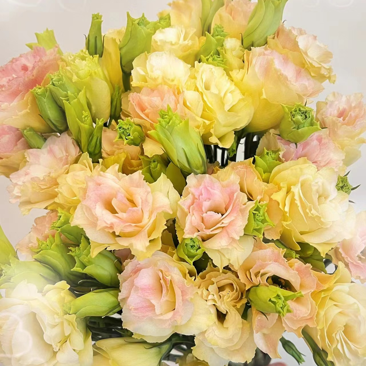 洋桔梗（200克）香槟，茶色，烟灰