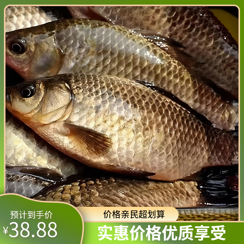 鲜活鲫鱼现杀除内脏去鳃抽真空包鲜发货