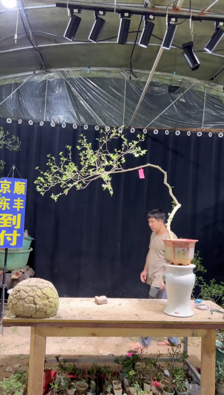 当前无花栽培后可以开花?*?海岛栀子花