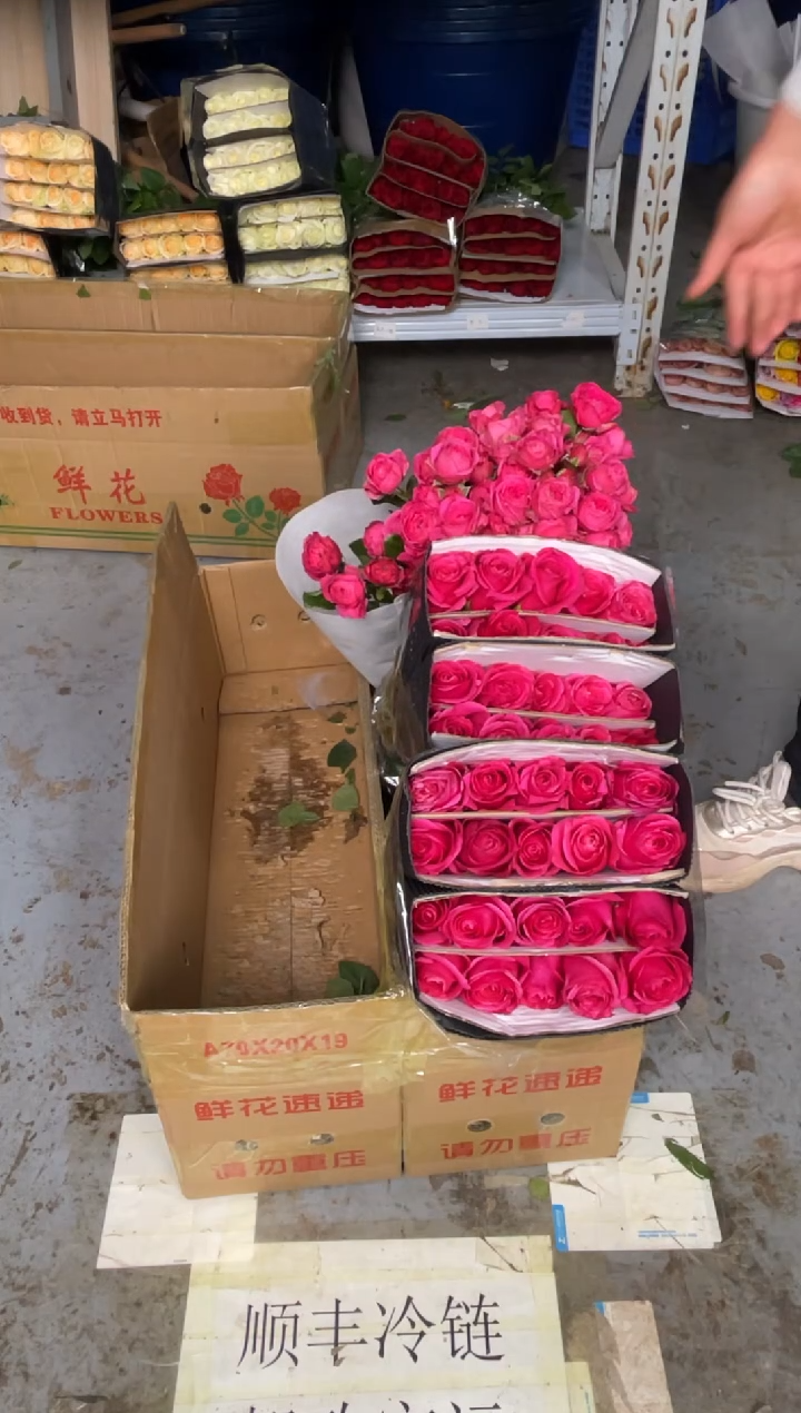 佛洛依德40枝+苏菲10枝