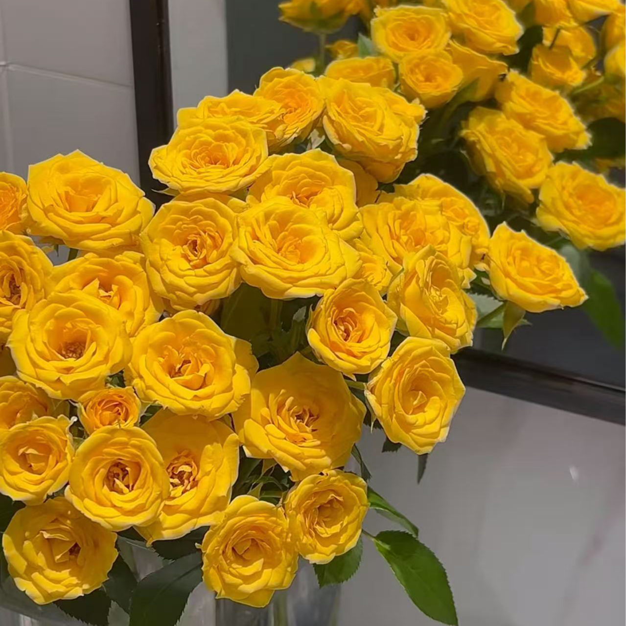 基地晴天多头玫瑰鲜花基地直采直发2单顺丰包邮含保鲜剂