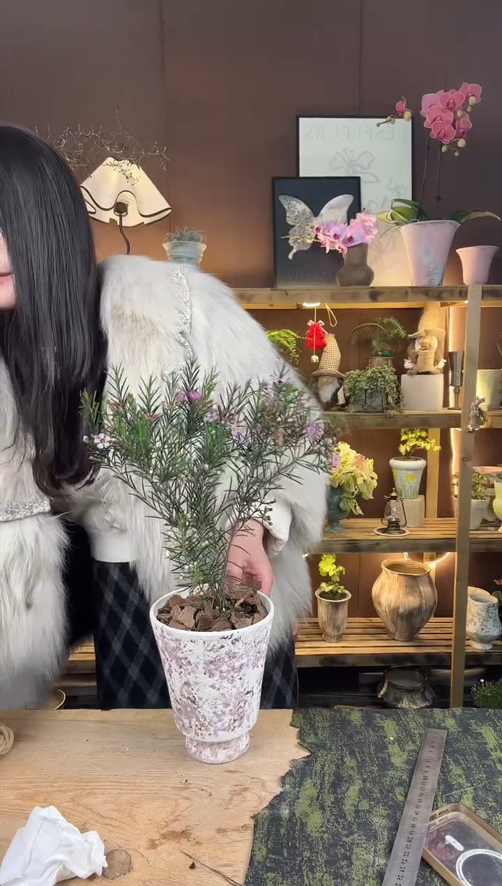 以实际为准澳洲腊梅加盆一套495