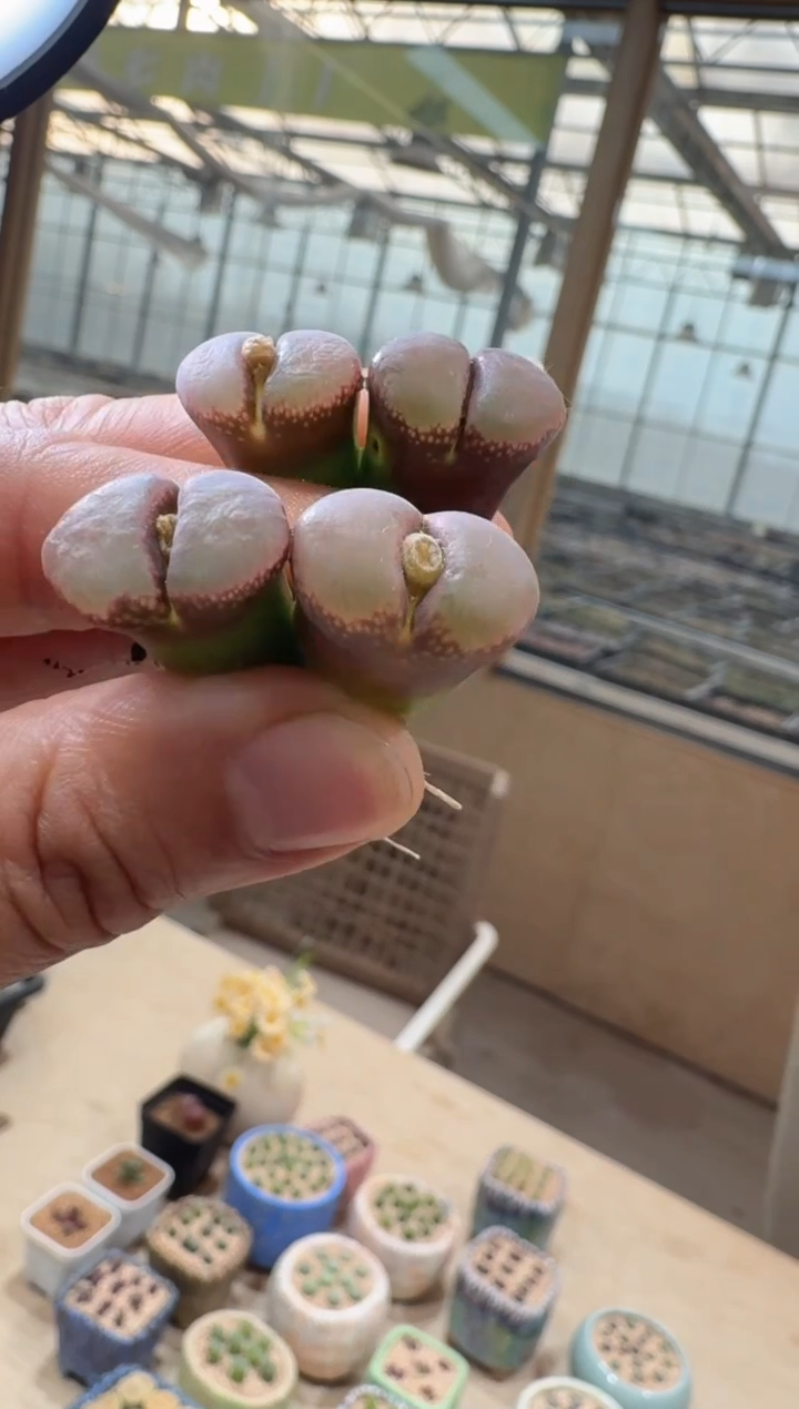 12-81多肉植物肉锥黑加仑一颗