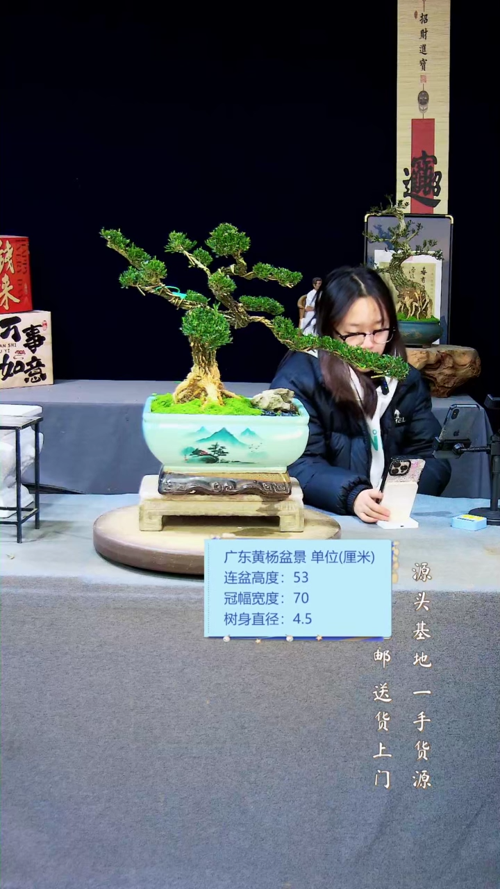 【闪购商品】雀舌黄杨盆景雀舌黄杨盆景