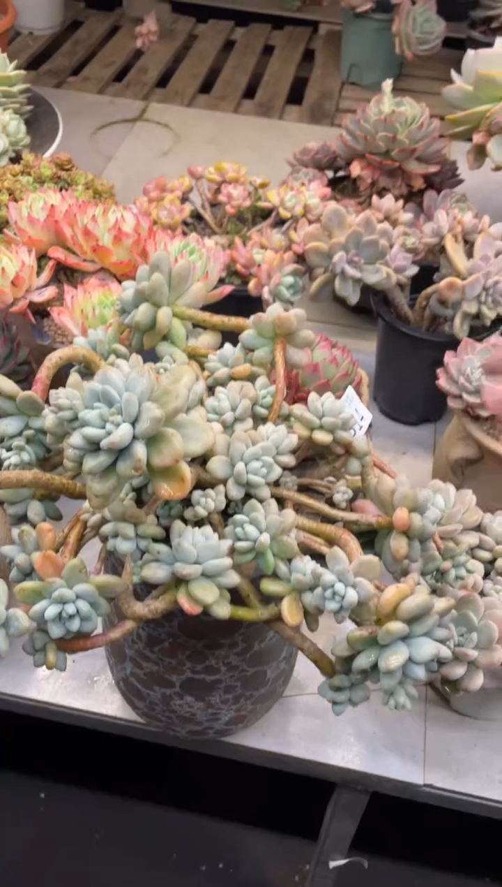 【闪购商品】314洛神