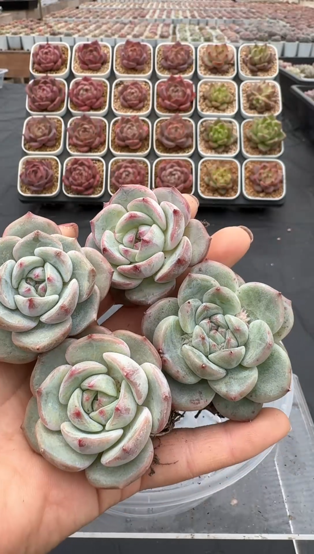 【闪购商品】671售后  七天无理