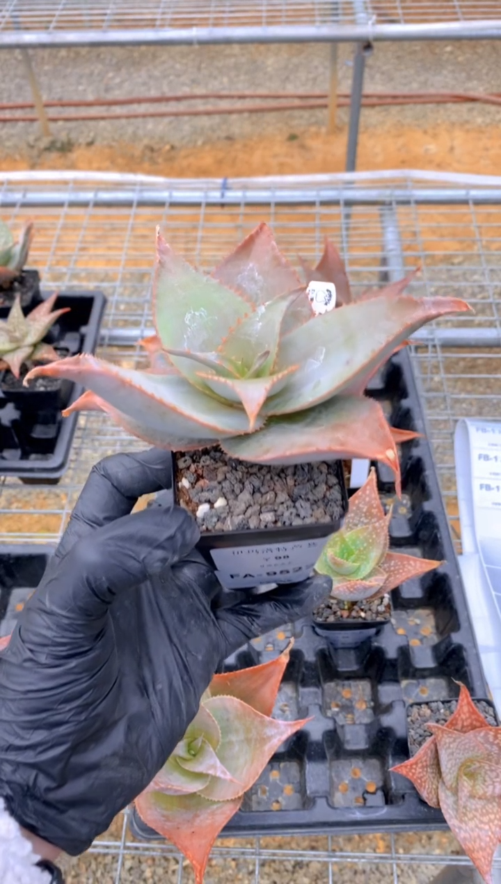 【闪购商品】伊玛洛特脱土FA-9522