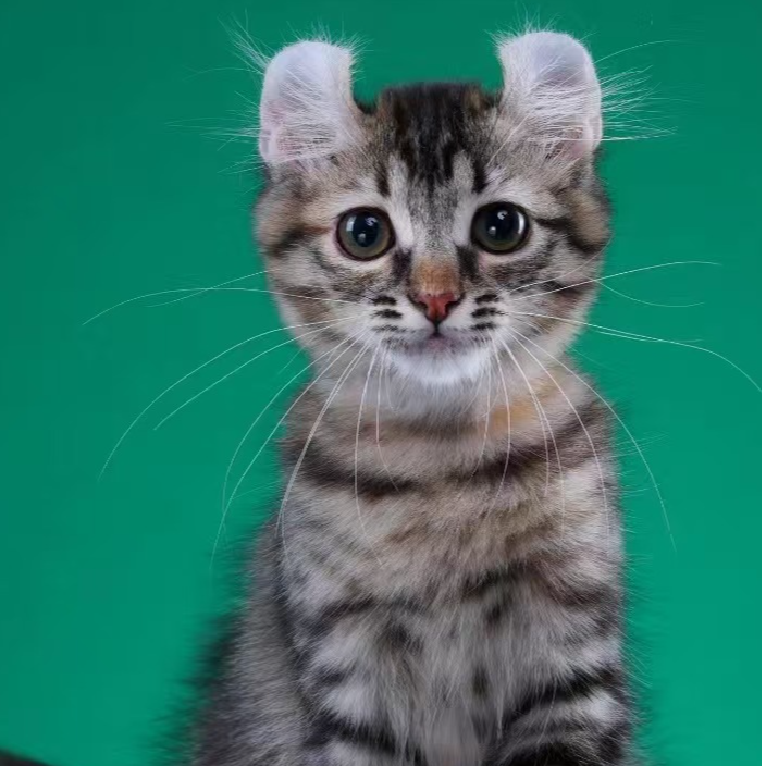 来了姊妹-棕补丁卷耳猫 妹妹 28