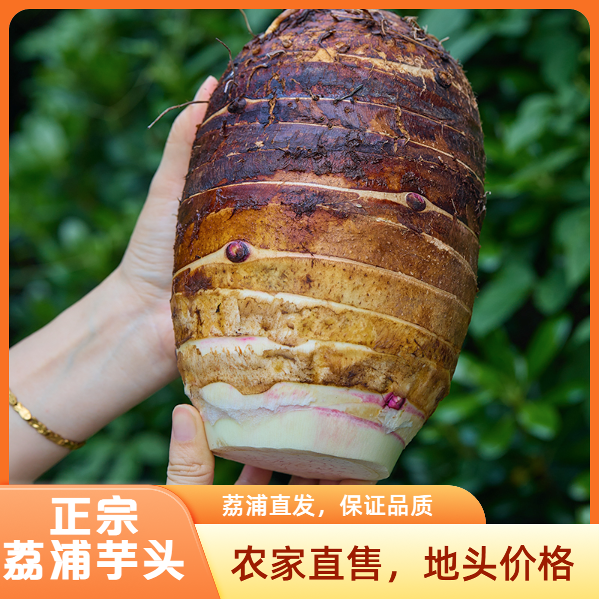 【荔浦直发】正宗荔浦芋头新鲜现挖香芋广西正宗特产香软粉糯大芋头