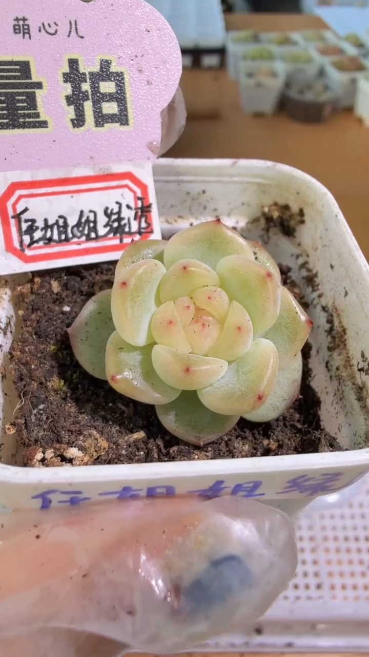 绿透任姐姐款五方一盆 单双混 量拍混发