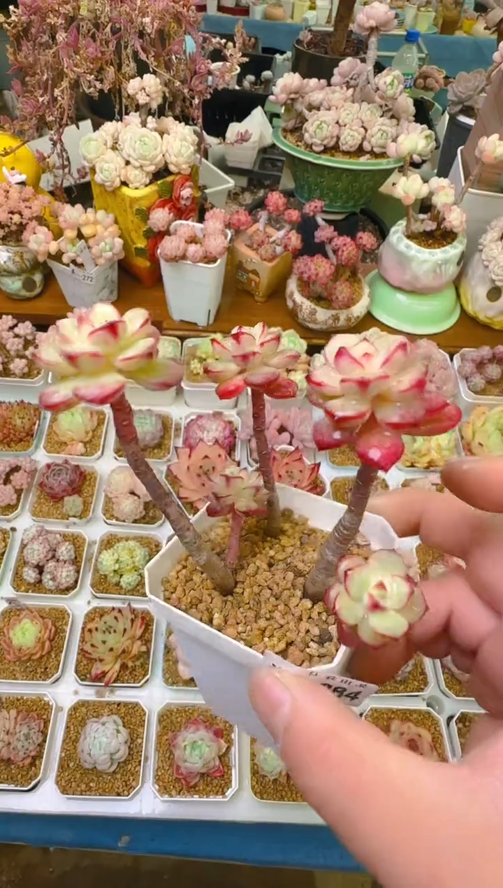 美—284—仙农（探戈）