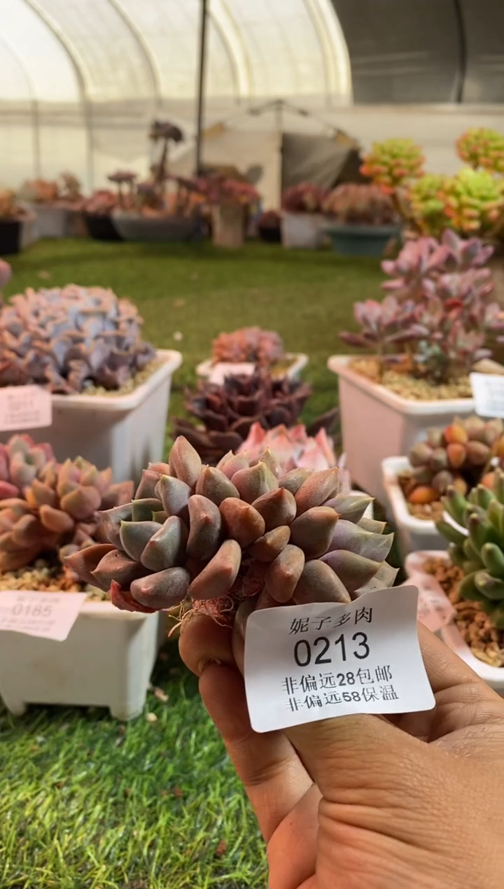 【闪购商品】0213a