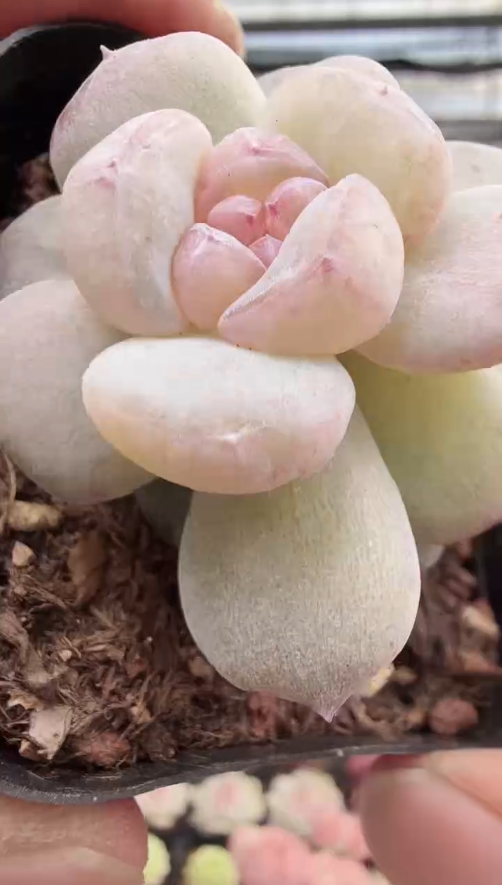 东云多肉园新款-204