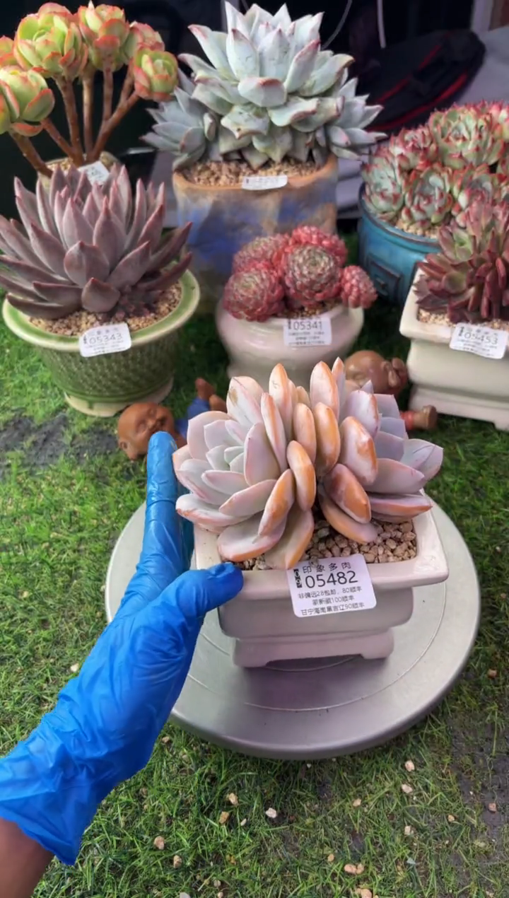 昆明印象多肉05482