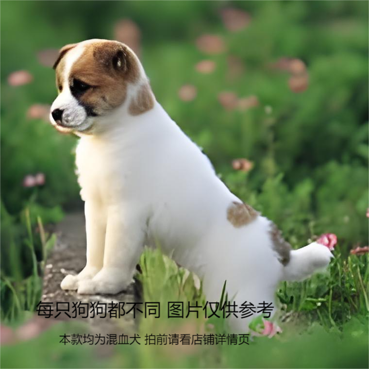 小型犬幼犬田园犬亲人可爱直播间一物一拍小狗双血统混血柴犬