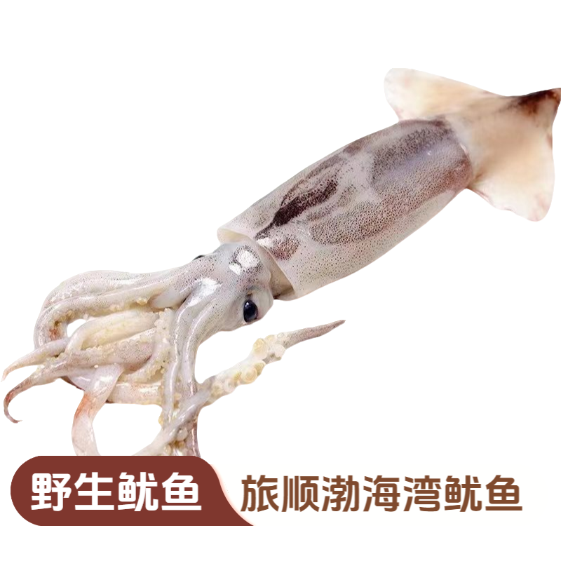 【鱿鱼】大连旅顺渤海湾纯野生鱿鱼，三斤五条左右。顺丰包邮