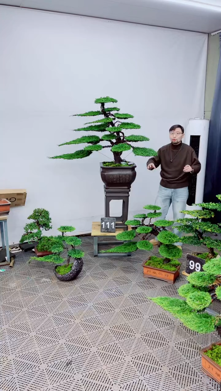 无花朵盆景.....