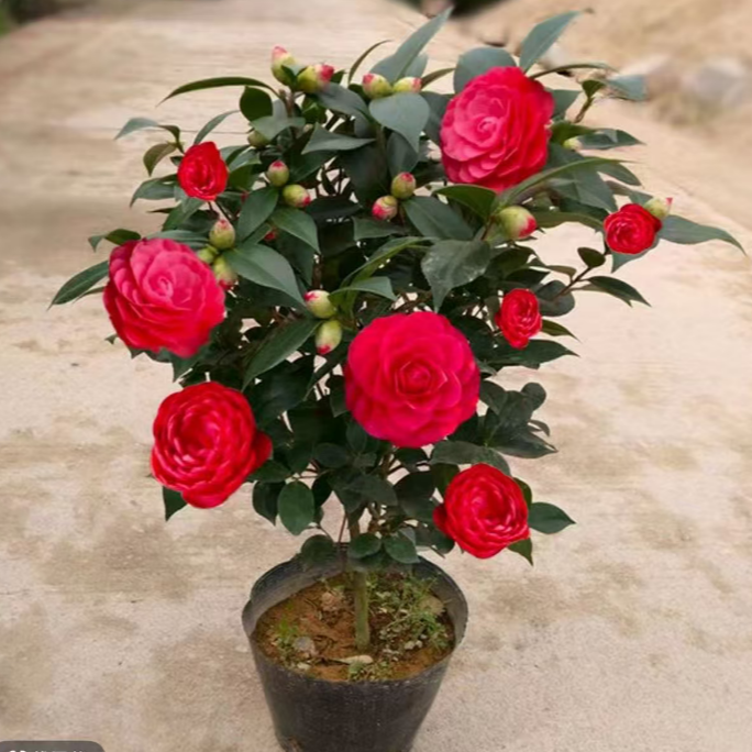 【高80cm-1米带花苞】红茶花带花苞庭院老桩开花花卉绿植好看好养