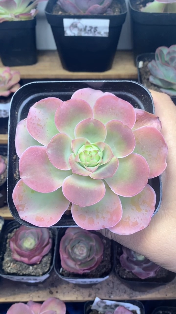 楹楹山地玫瑰/190