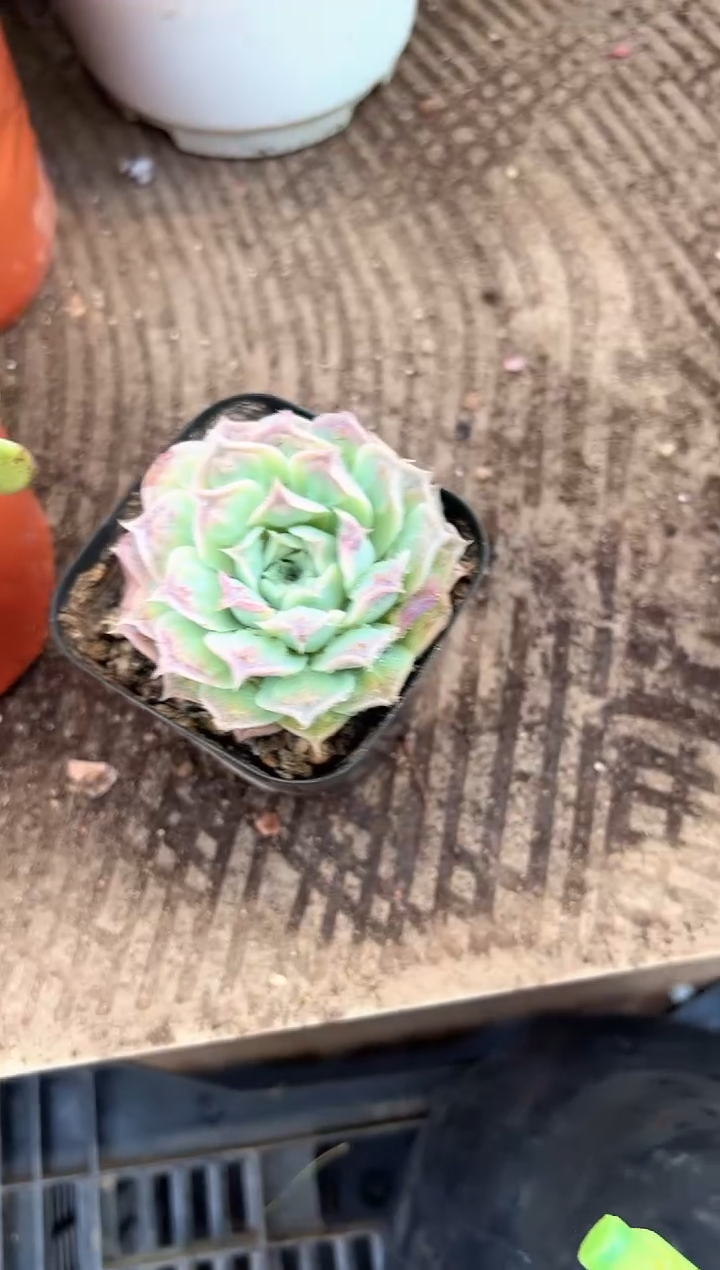 金**地多肉植物一物一拍17302