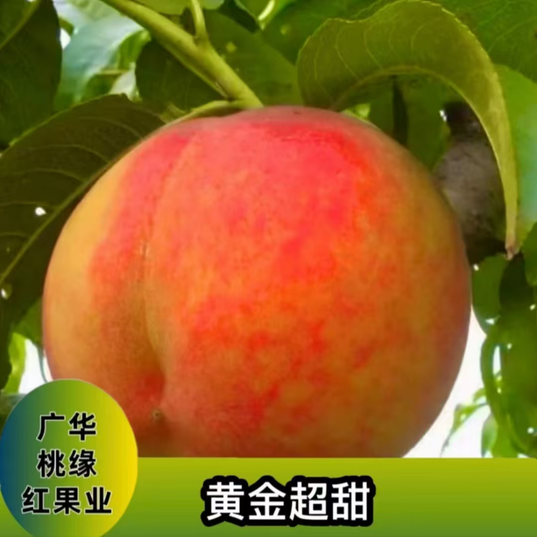 （黄金超甜）一年生种子秋季落叶后发货