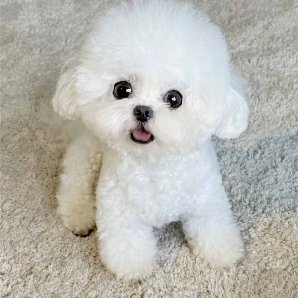 108只狗的比熊泰迪熊小狗活体链接