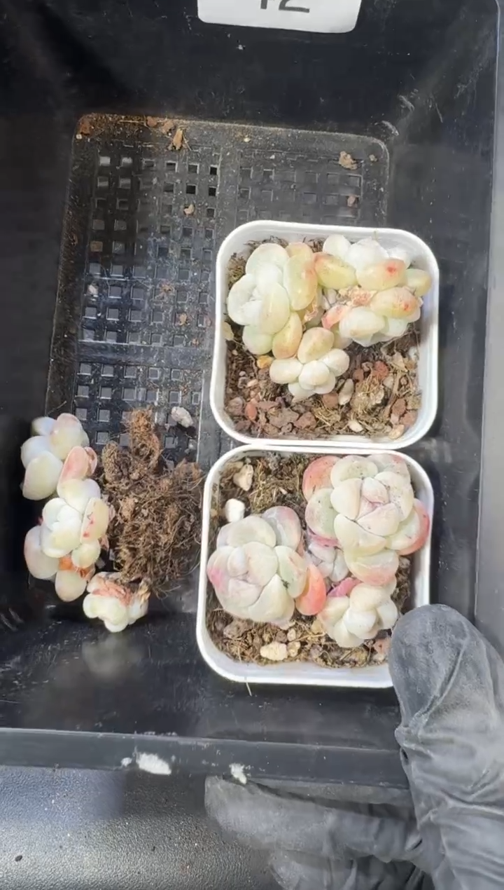 【闪购商品】42号到手1框--江北多肉