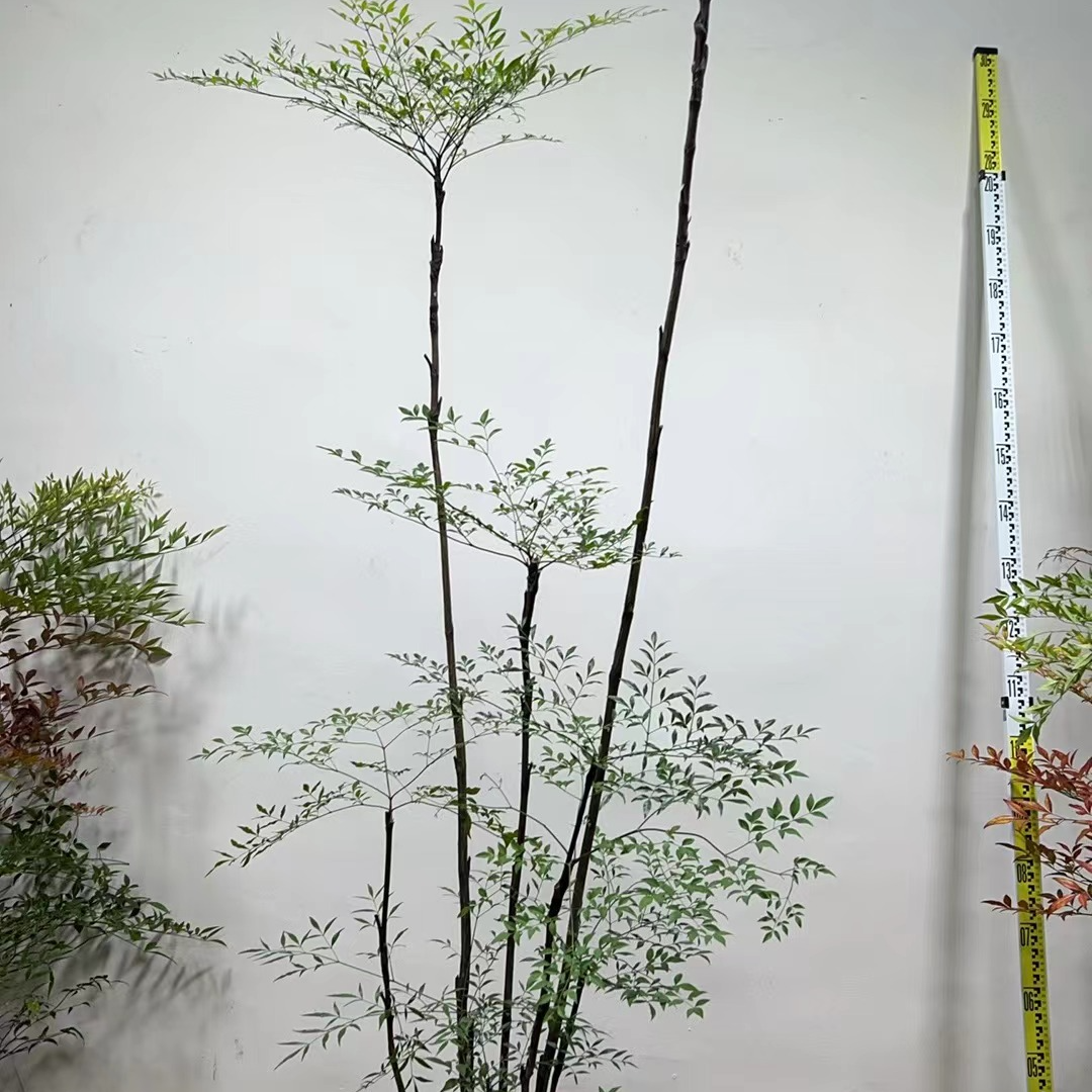 【一物一拍】南天竹禅意盆栽室内室外观叶观花绿植好养活