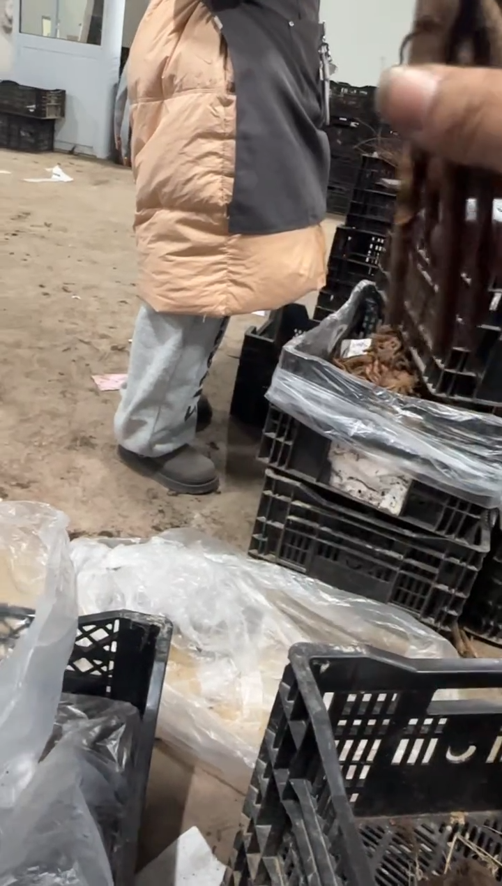 啊****鱼39.9  啊我额衣屋鱼  女王 