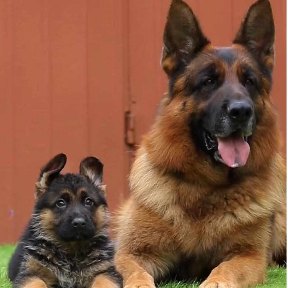 （猛宠繁殖之家）T狗狗活体