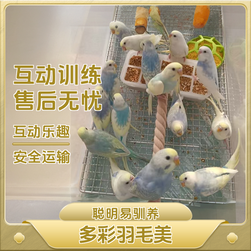 特色云斑 手养虎皮鹦鹉 随机颜色随机公母