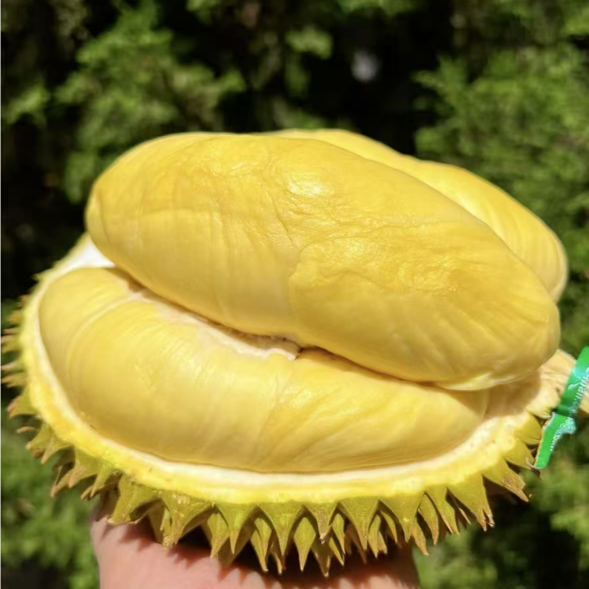 （精选现开纯果肉一斤）泰国金枕树熟榴莲AA级新鲜现开核小肉厚金枕泰国