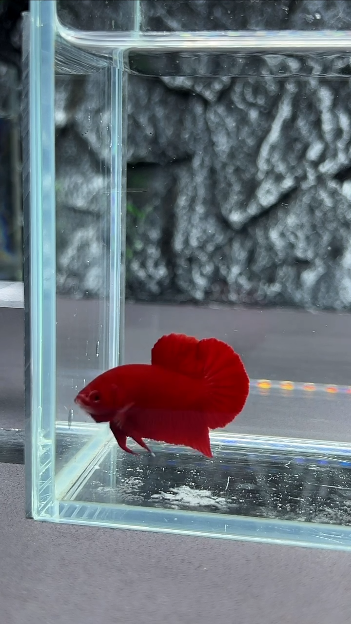 斗鱼竞拍链接A045