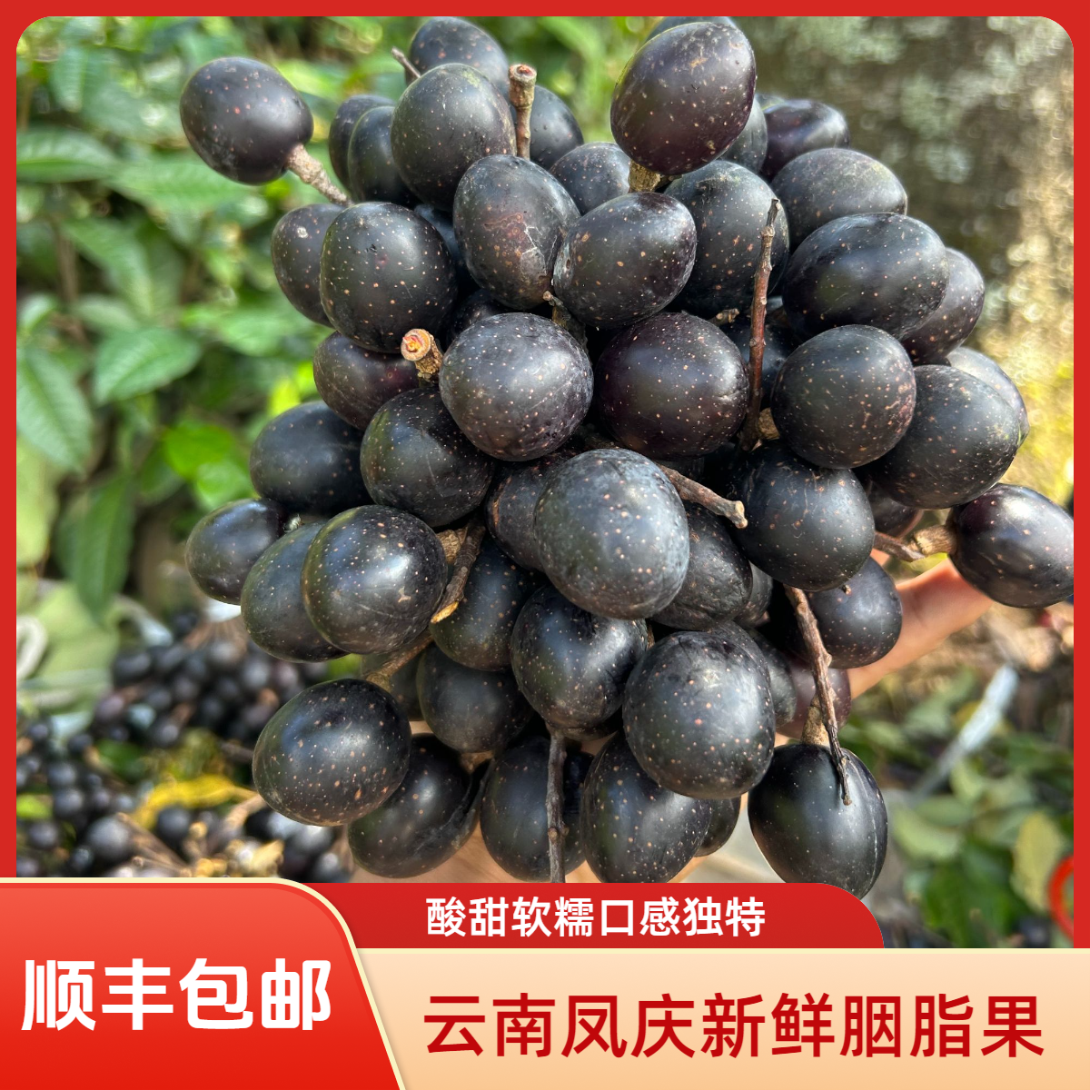 顺丰陆运包邮（省内）原生态云南凤庆特产现摘现发胭脂果