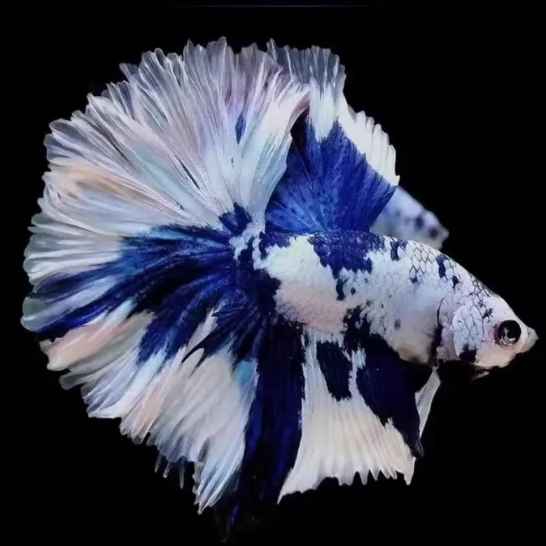 【A049~072】直播精选泰国斗鱼 小型观赏鱼 热带鱼 直播间选号购买