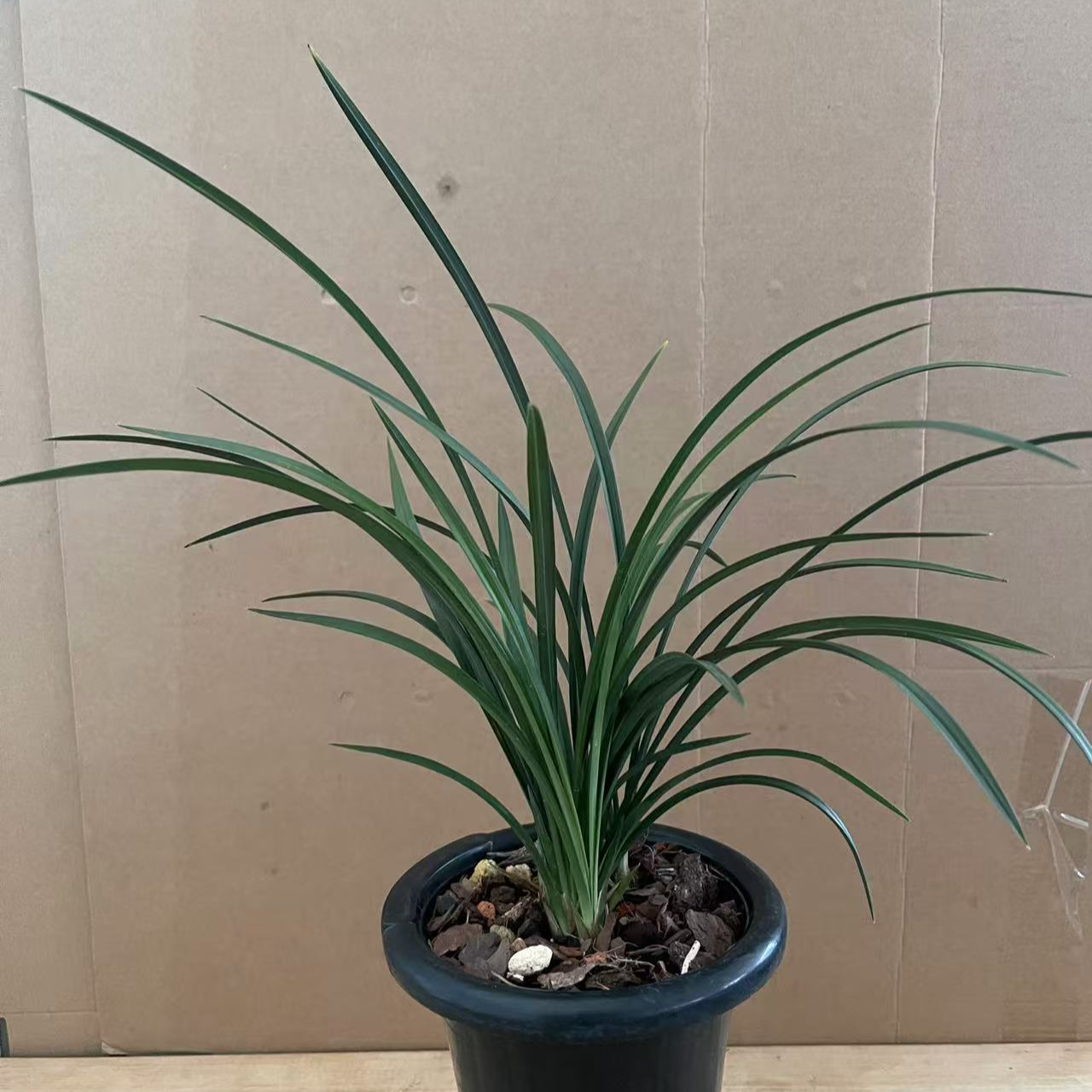 精品兰花惠兰草直播间拍品